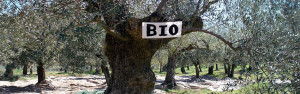 Экологически чистые оливки